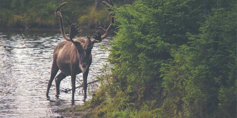 山西中环沿线土壤污染修复技术：重金属稳定化与生态恢复的环保工程实践